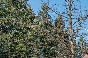 Apartments Under 1200 In Kent Wa Rentcaf 233